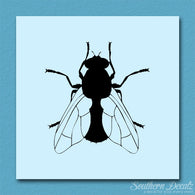 House Fly Insect Pest