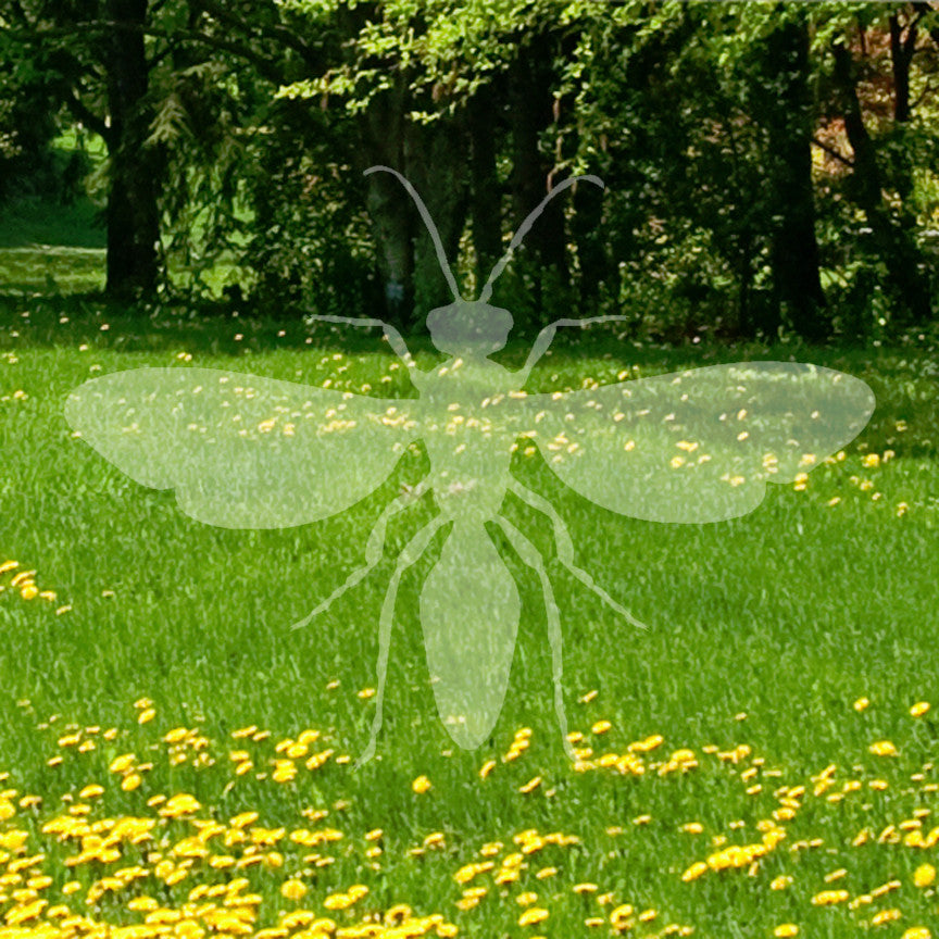 Winged Ant Insect