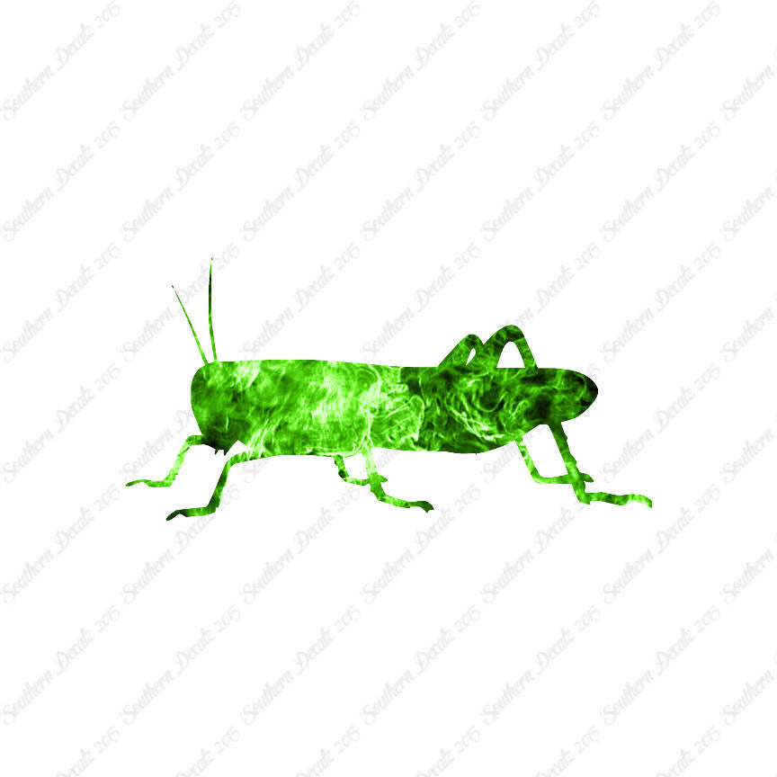 Grasshopper Cricket Insect