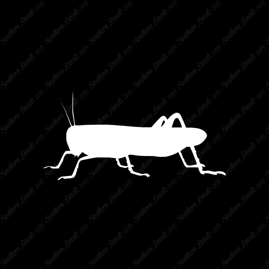 Grasshopper Cricket Insect
