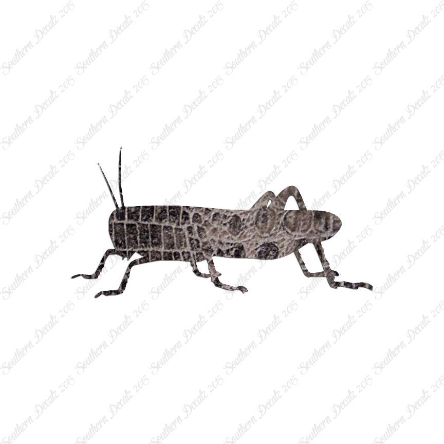 Grasshopper Cricket Insect
