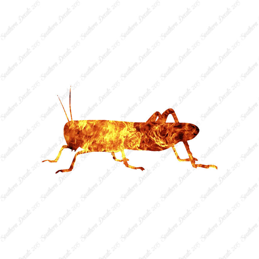 Grasshopper Cricket Insect