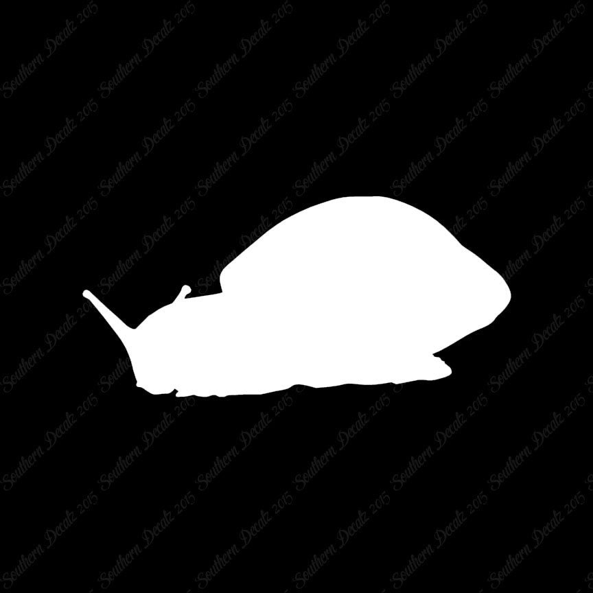 Snail Slug Insect