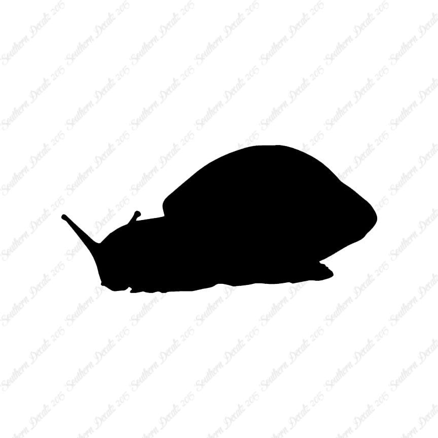 Snail Slug Insect