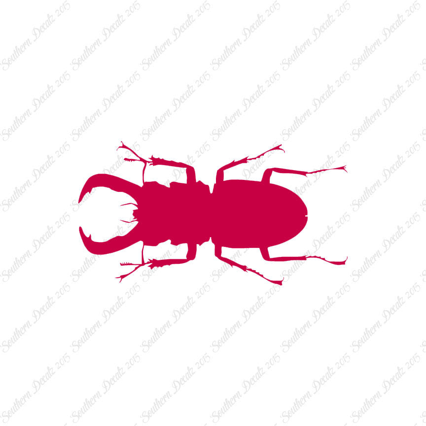 Stag Beetle Insect