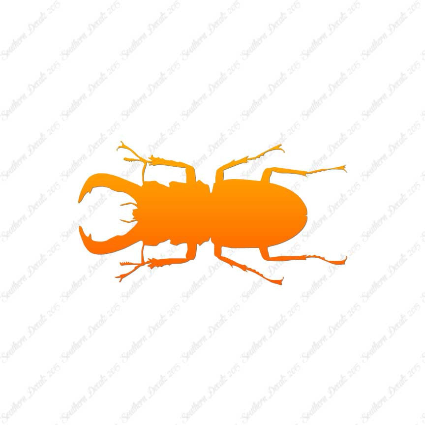 Stag Beetle Insect