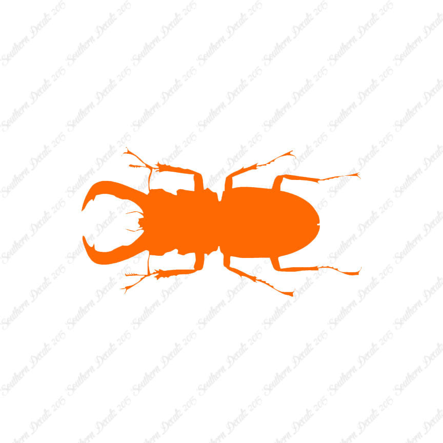Stag Beetle Insect