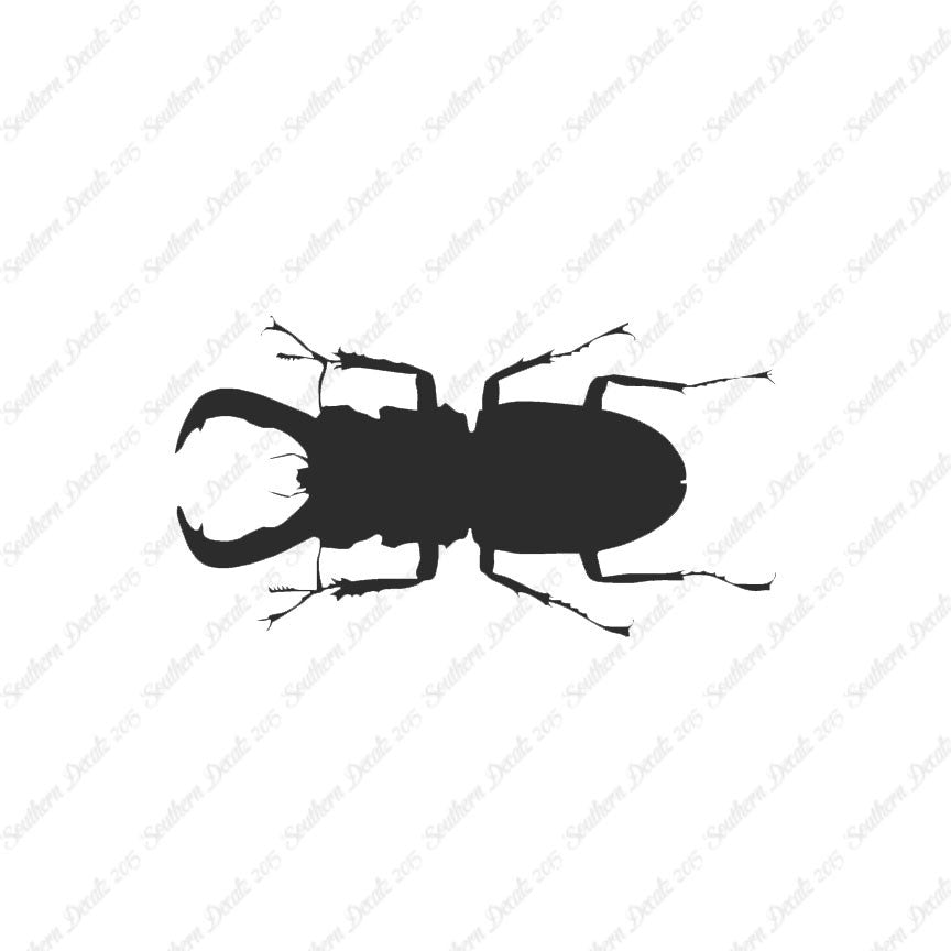 Stag Beetle Insect