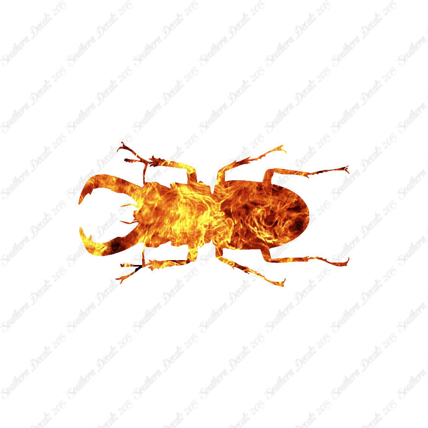 Stag Beetle Insect