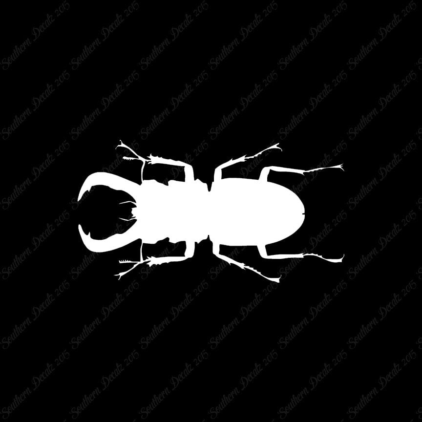 Stag Beetle Insect