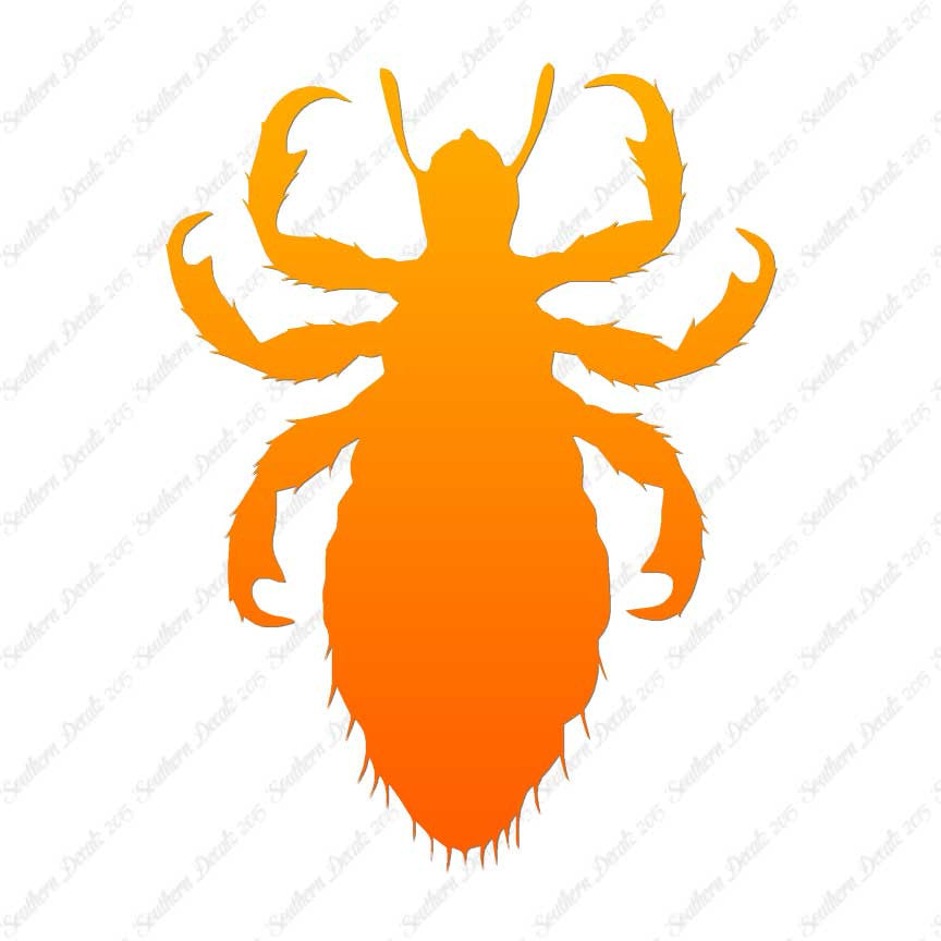 Flea Lice Insect