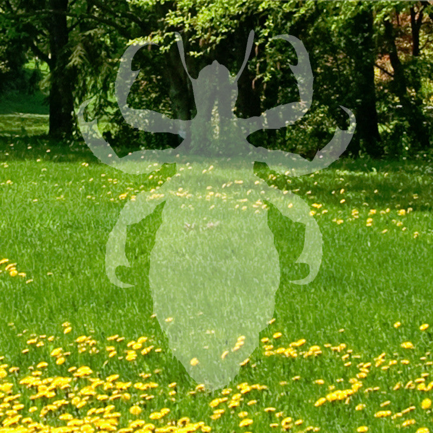 Flea Lice Insect