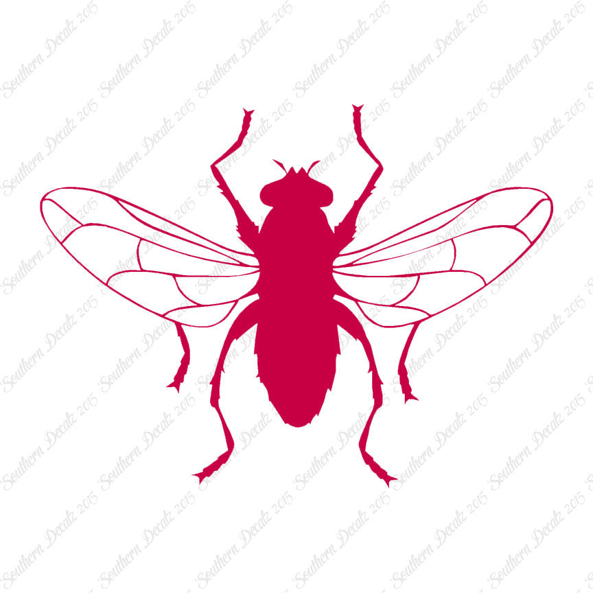 Gnat Fly Insect