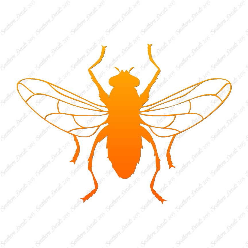 Gnat Fly Insect