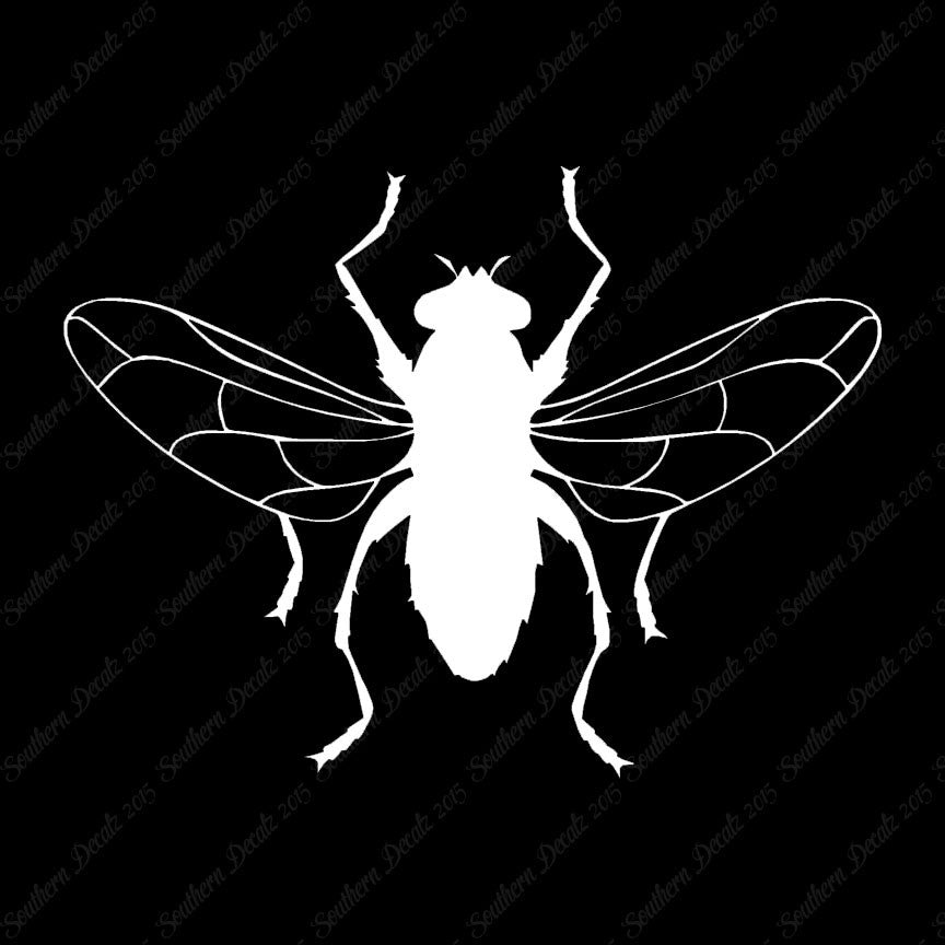 Gnat Fly Insect