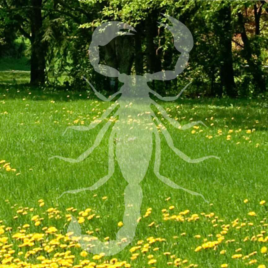 Scorpion Silhouette