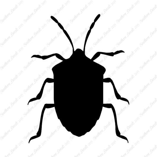 Ground Beetle Insect