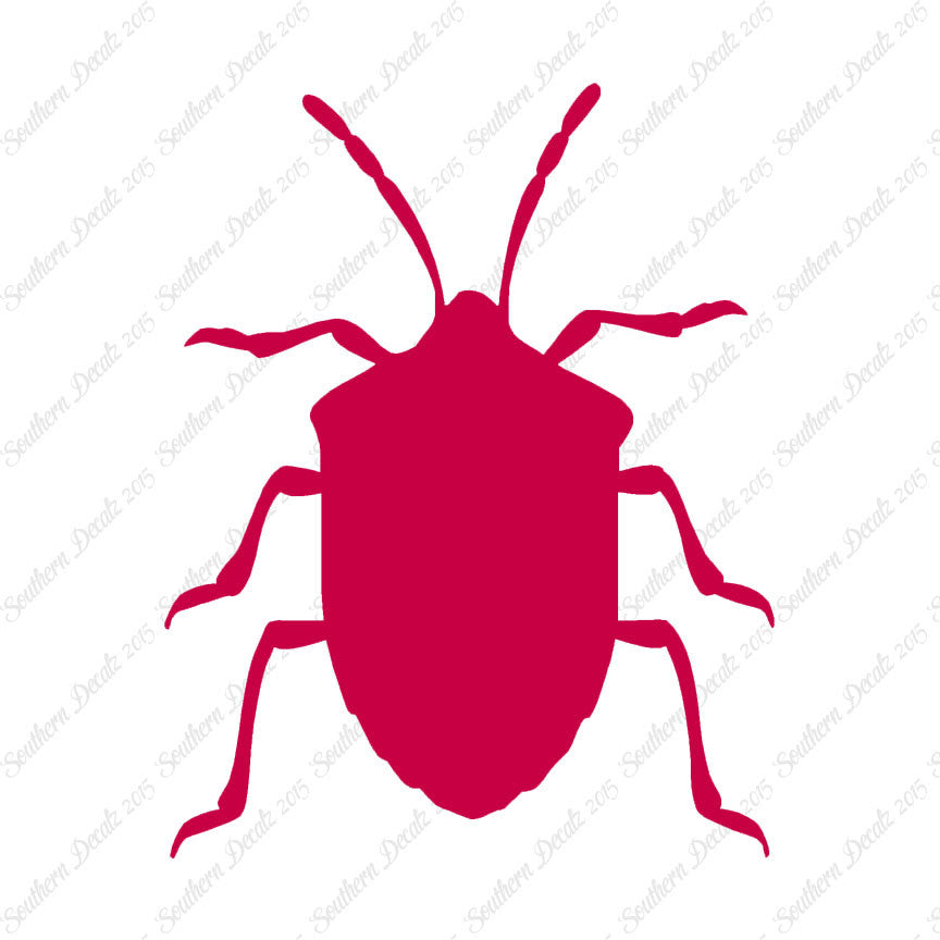 Ground Beetle Insect