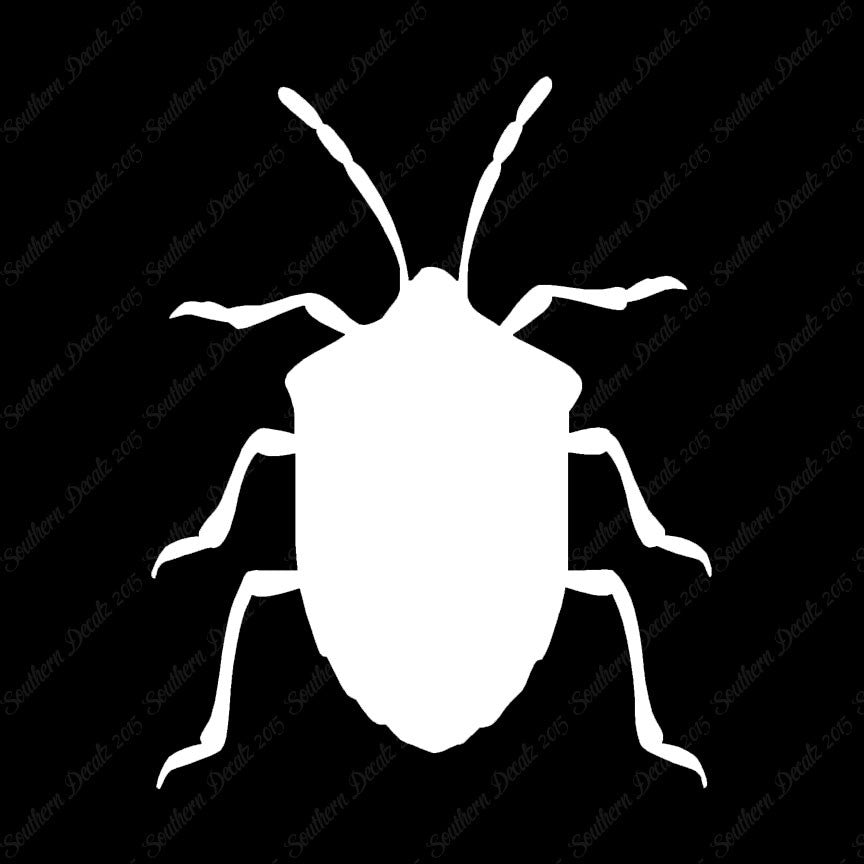 Ground Beetle Insect