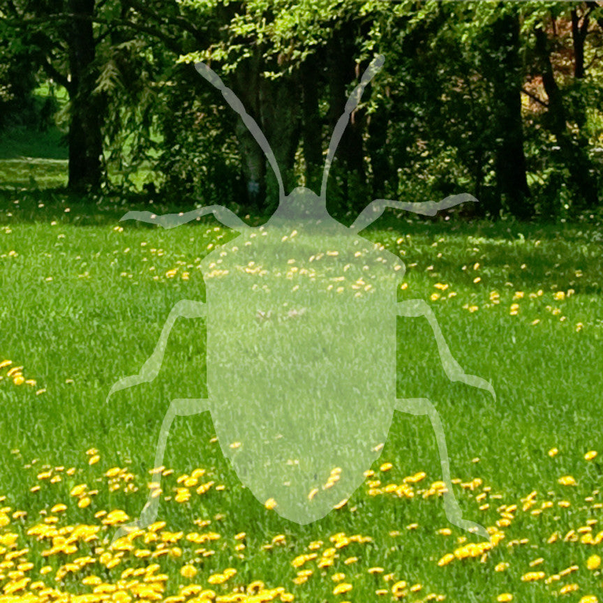Ground Beetle Insect
