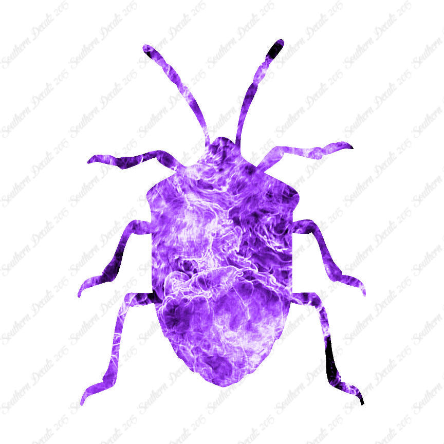 Ground Beetle Insect