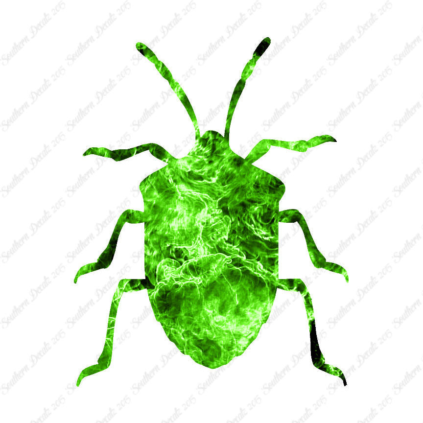Ground Beetle Insect