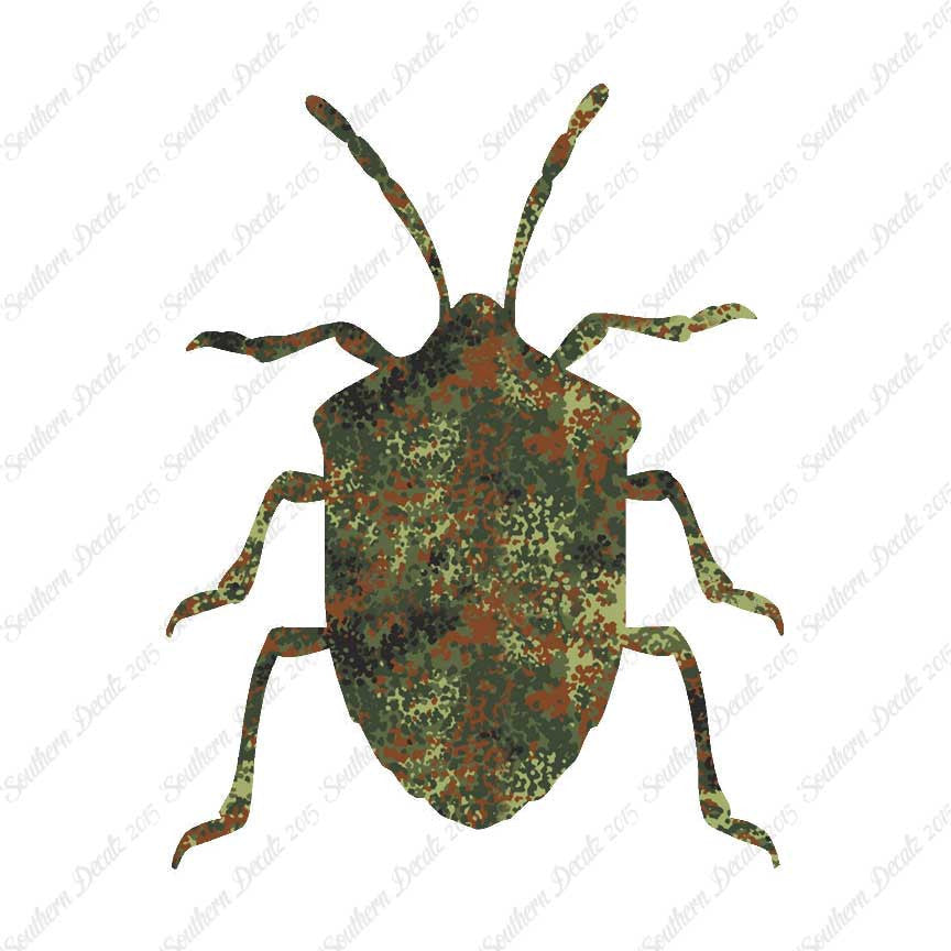 Ground Beetle Insect