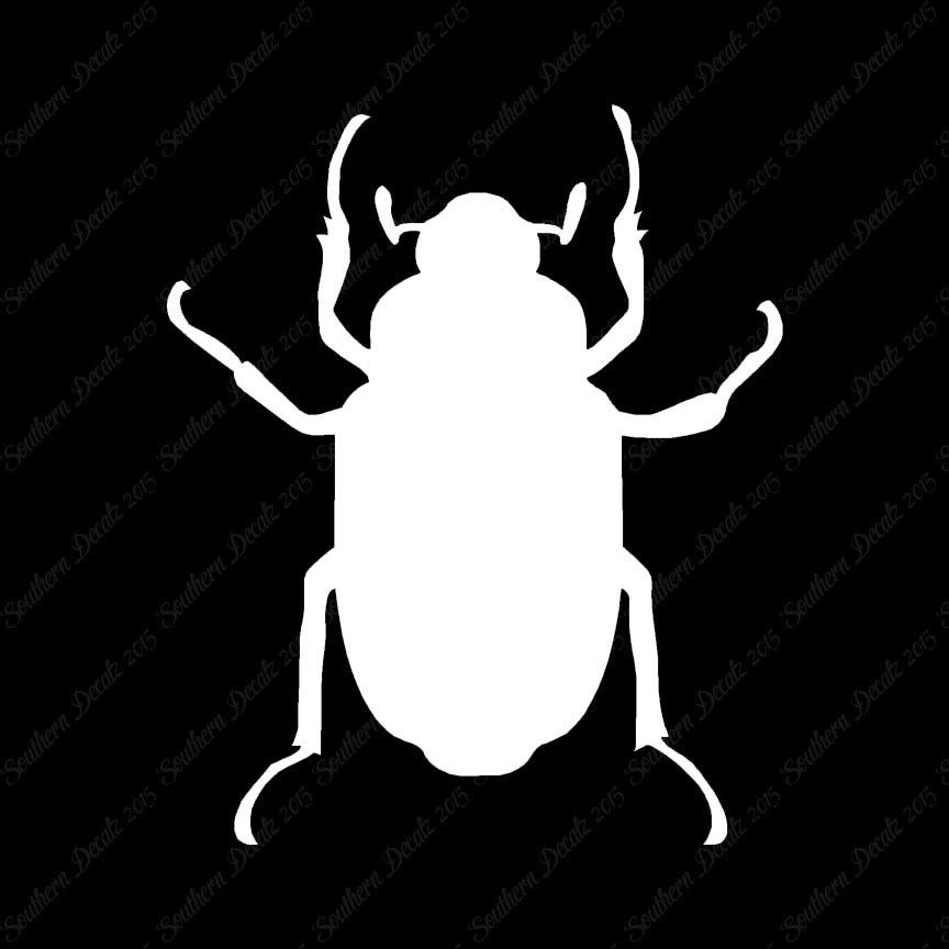 Water Beetle Junebug Insect