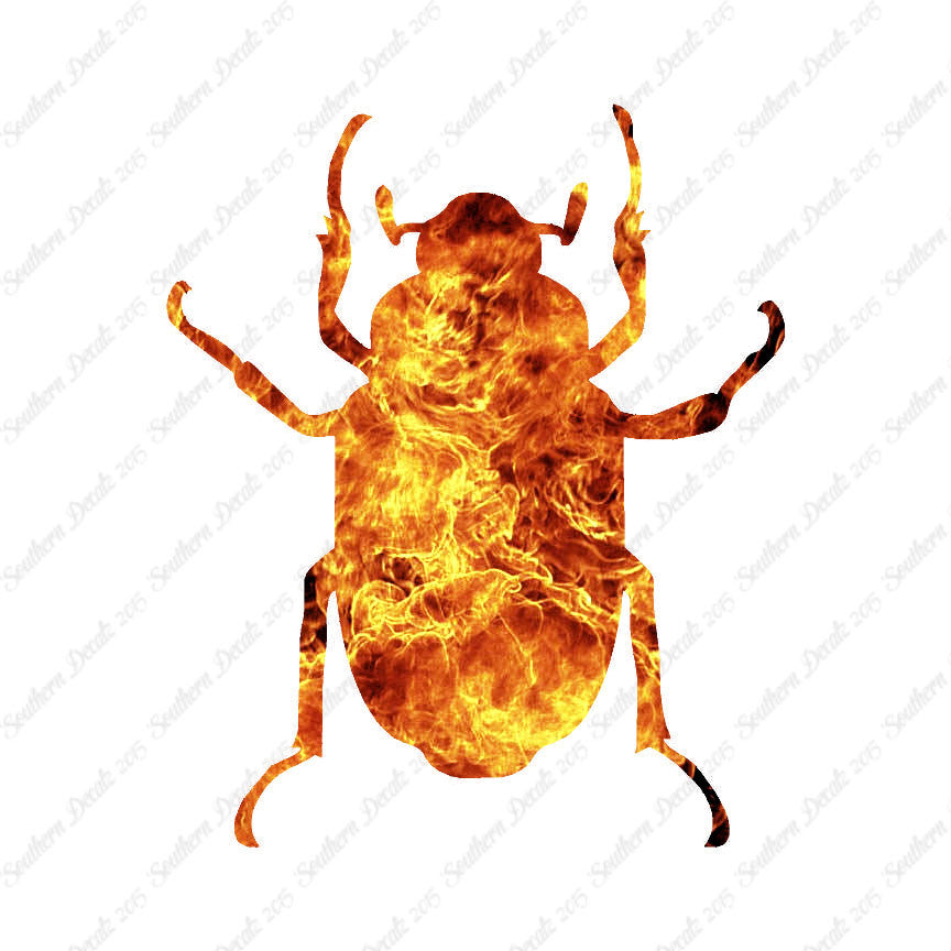 Water Beetle Junebug Insect
