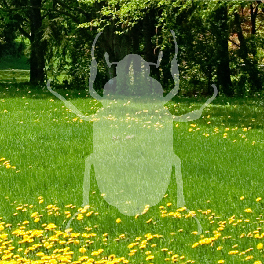 Water Beetle Junebug Insect