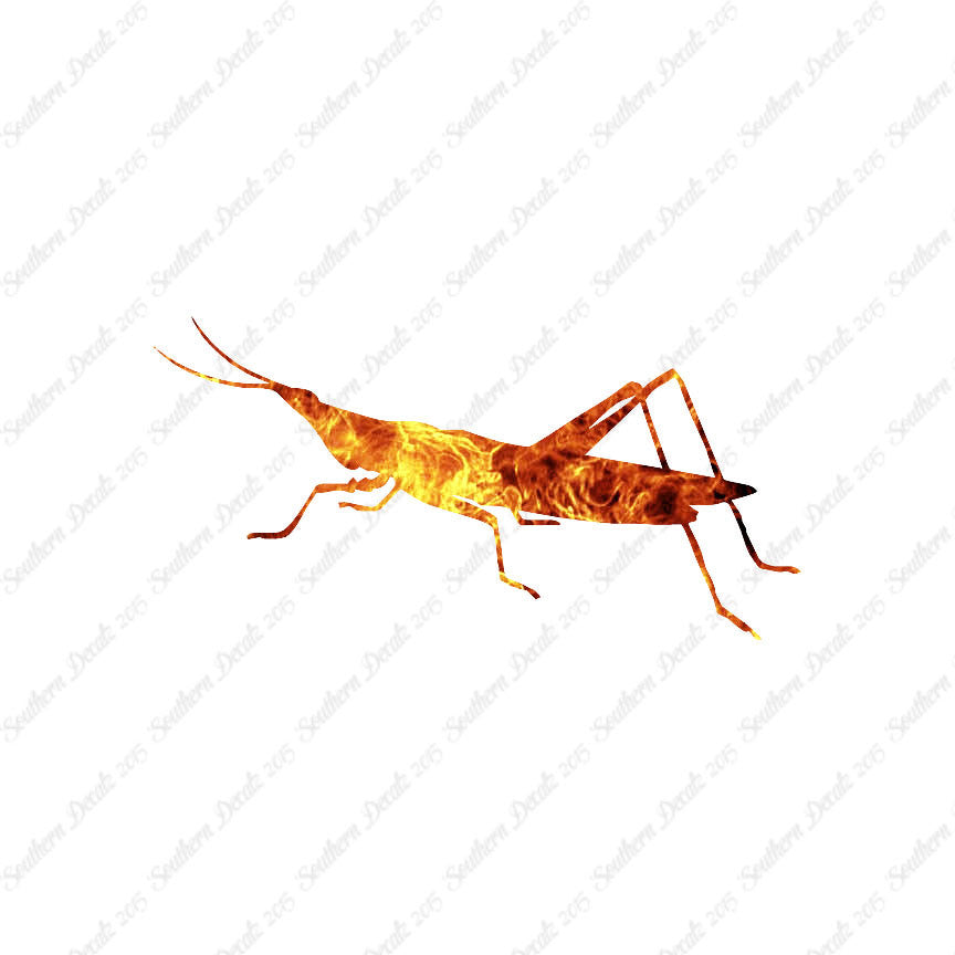 Grasshopper Insect