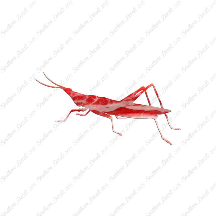 Grasshopper Insect