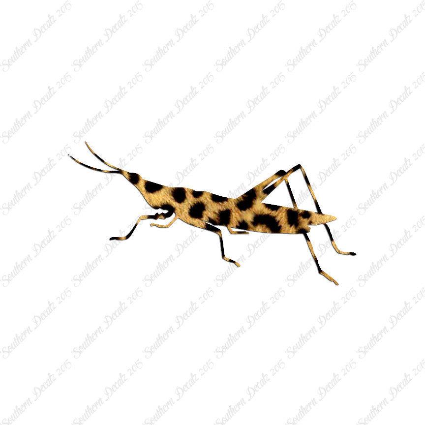 Grasshopper Insect