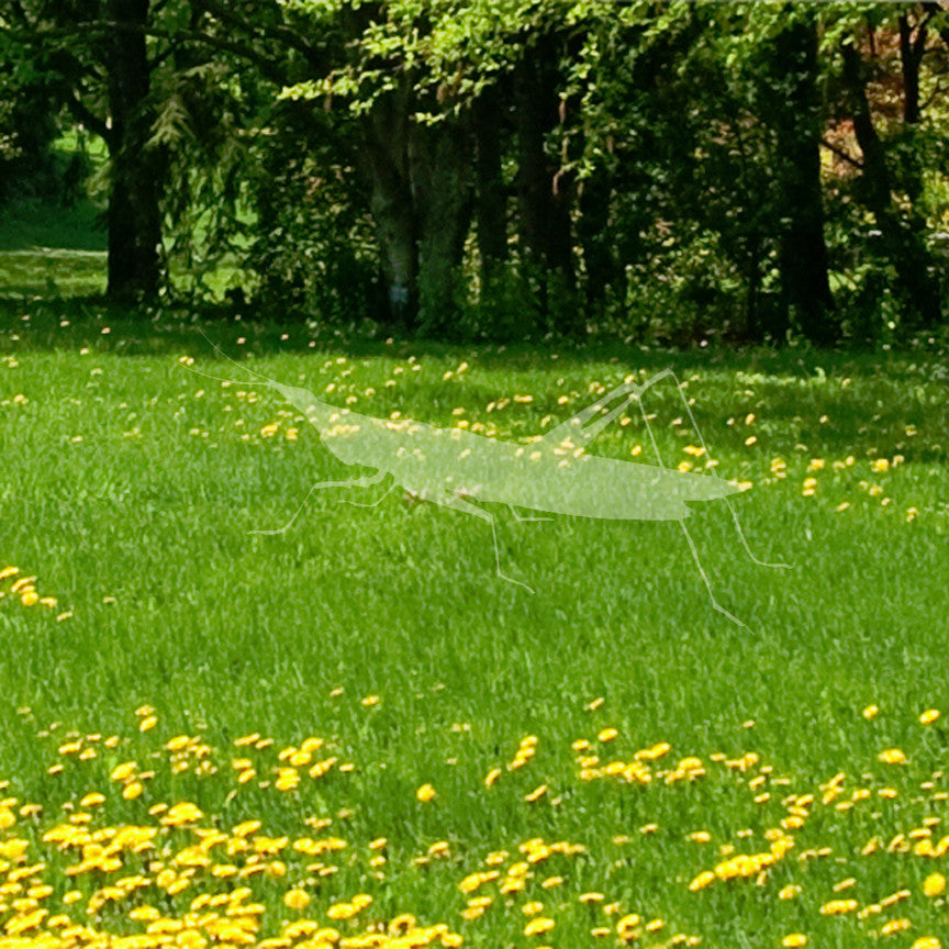 Grasshopper Insect