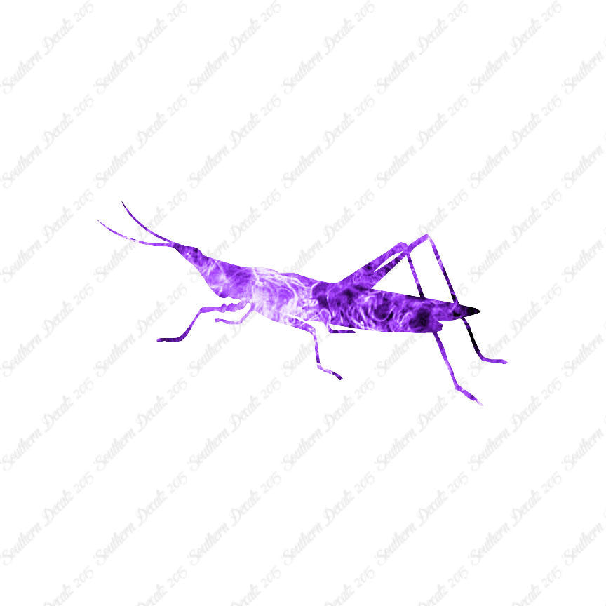 Grasshopper Insect