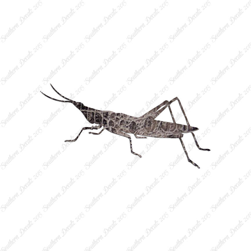 Grasshopper Insect