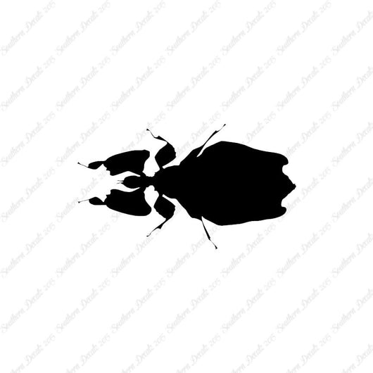 Dung Beetle Insect