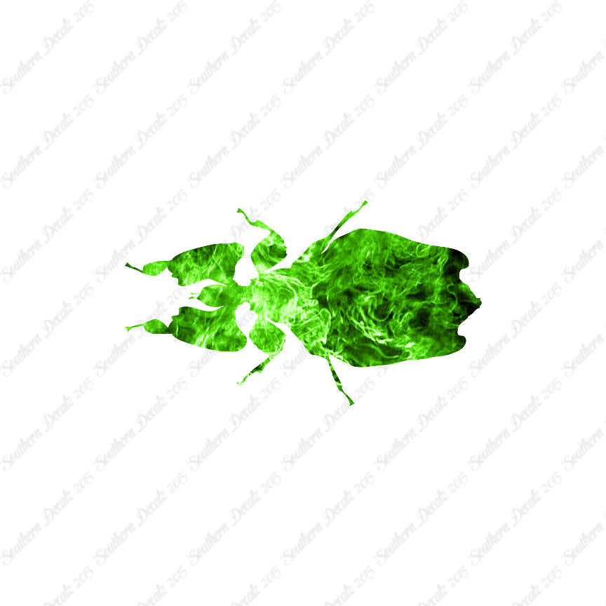 Dung Beetle Insect