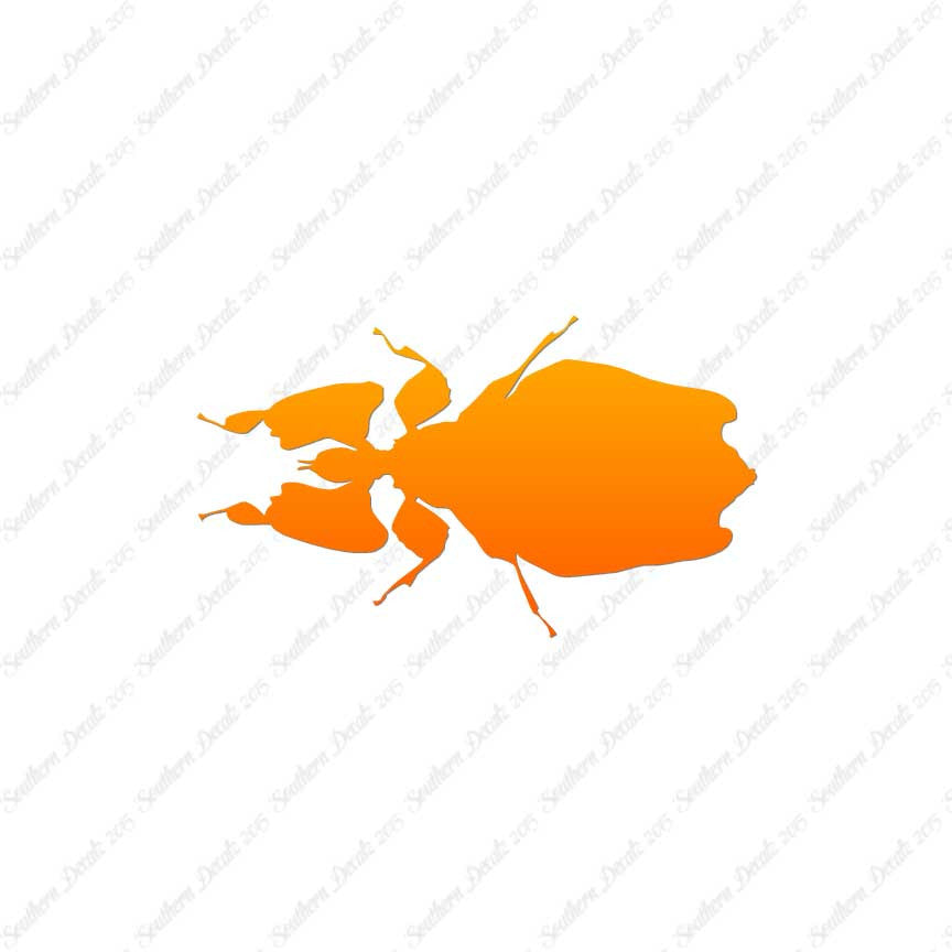 Dung Beetle Insect