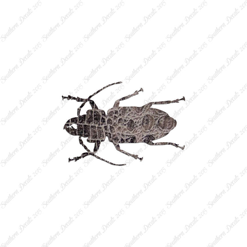 Soldier Borer Beetle