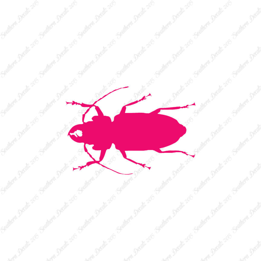 Soldier Borer Beetle