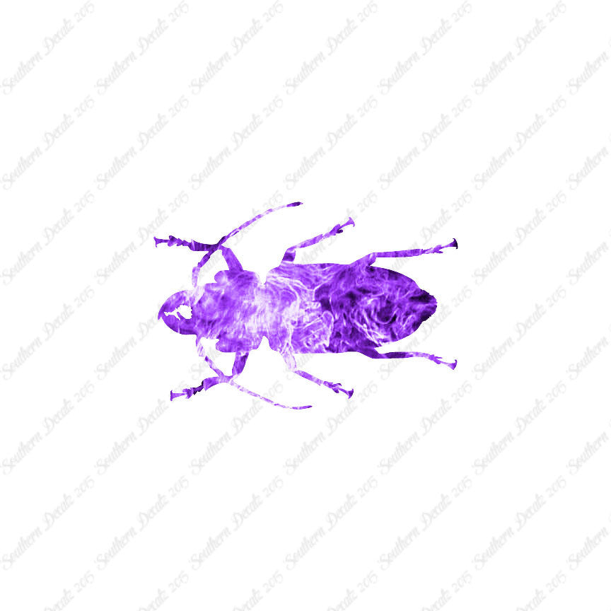 Soldier Borer Beetle