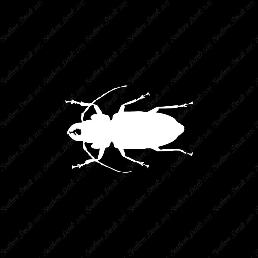 Soldier Borer Beetle