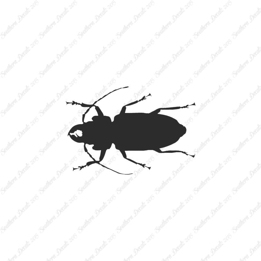 Soldier Borer Beetle