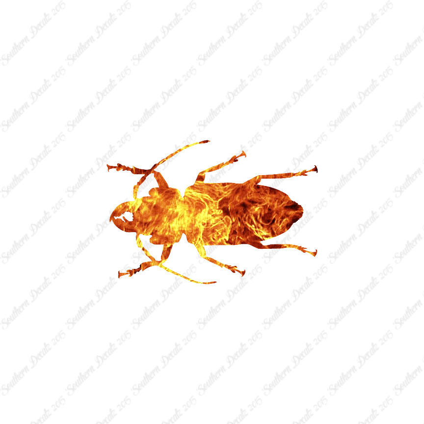 Soldier Borer Beetle