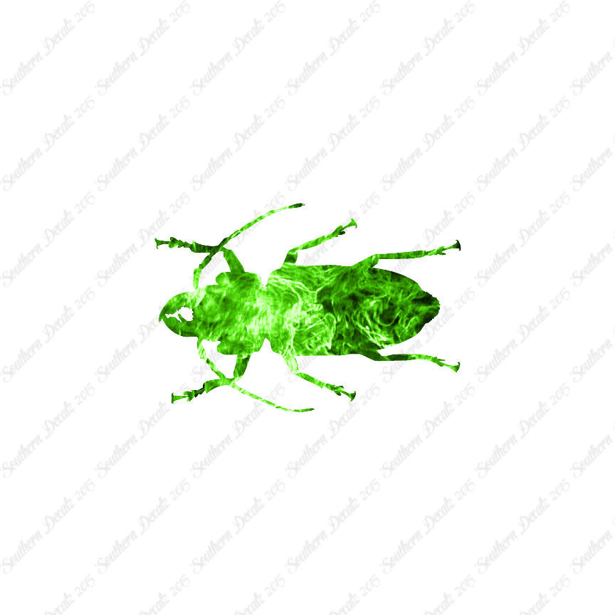 Soldier Borer Beetle
