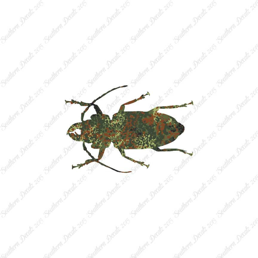 Soldier Borer Beetle