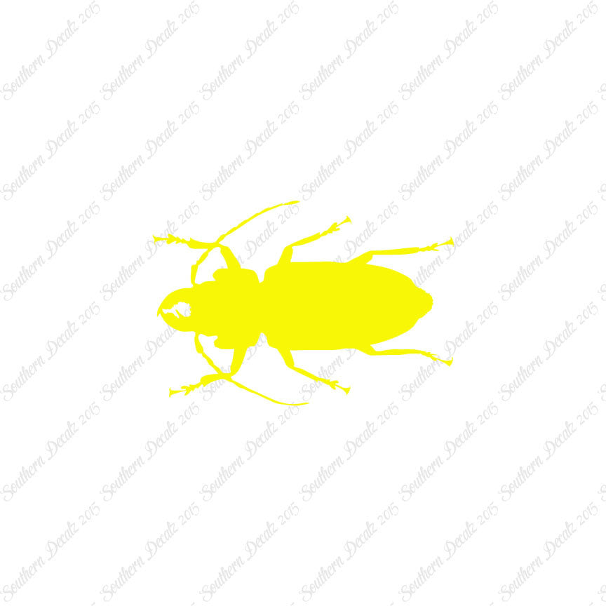 Soldier Borer Beetle