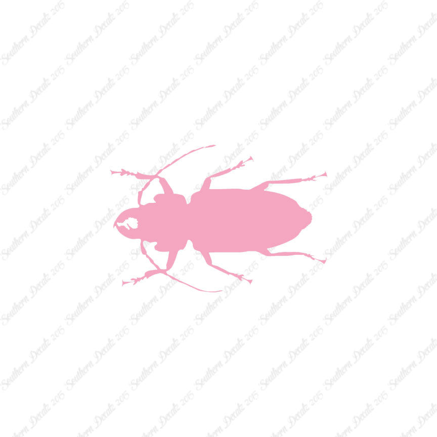 Soldier Borer Beetle
