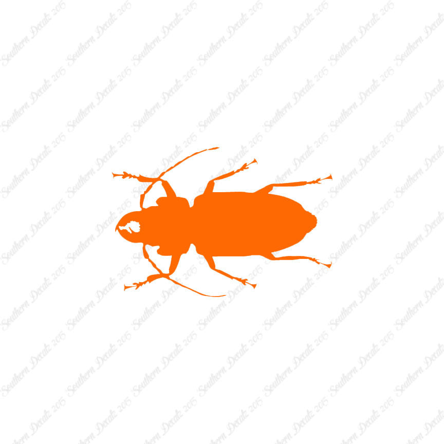 Soldier Borer Beetle